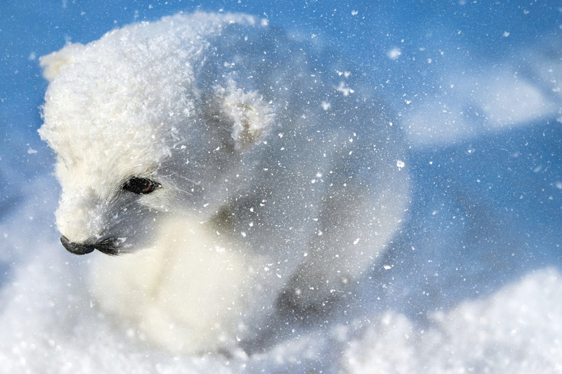 sweet, young, 4K, white color, animal themes, animal, polar bear, teddy bear, bear, marine, predator, polar, arctic, ice, blizzard, vertebrate, snow, animal world