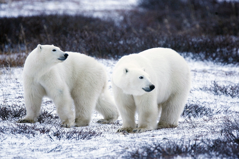 wildlife, no people, two, animals in the wild, cute, animal family, mammal, wilderness, snow, cold temperature, white color, 1080P, nature, polar bears