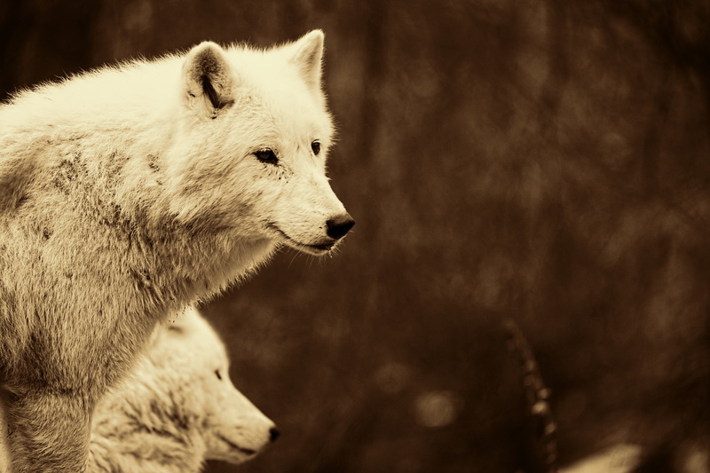focus on foreground, side view, no people, predators, wolf, animal portrait, nature, vertebrate, animal, lens, shift, looking away, wolves, looking, outdoors