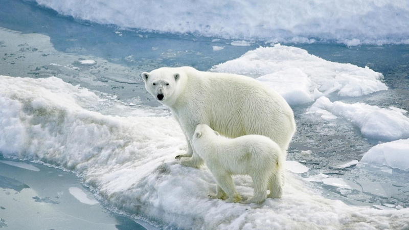 two, large, white color, snow, polar Climate, sea, outdoors, wildlife, alaska - Usa State, mammal, antarctica, ice, winter, cold - Temperature, polar Bear