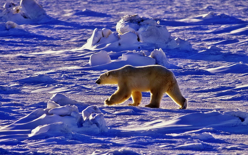 animals In The Wild, cold temperature, winter, hunting, alaska - Usa State, no people, nature, 1080P, outdoors, animal wildlife, polar Bear, bear, vertebrate