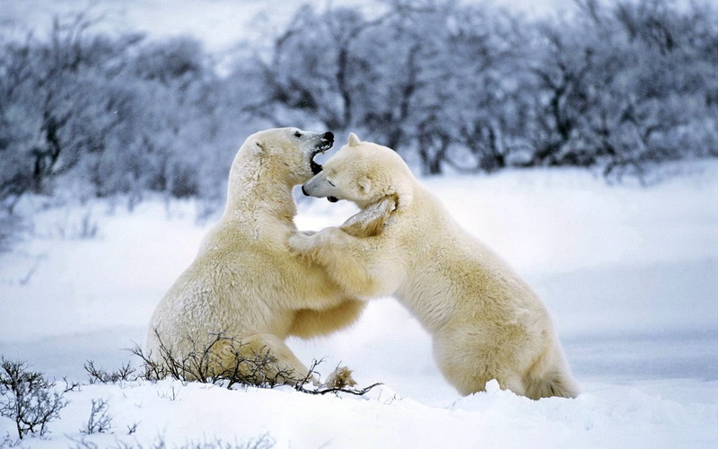 bear, winter, outdoors, snow, wildlife, fighting, beards, 1080P, animal wildlife, vertebrate, white color, cold - Temperature, ice, animals In The Wild