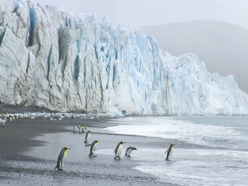720P, polar Climate, outdoors, wildlife, antarctica, iceberg - Ice Formation, cold temperature, environment, water, antarctic Peninsula, beach, cold - Temperature