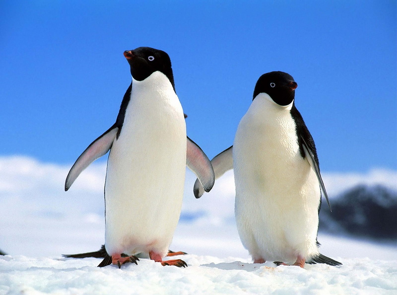 5K, animal, winter, south Pole, beak, polar Climate, standing, waddling, penguin, cold - Temperature, flightless Bird, nature, sea, animal wildlife, blue