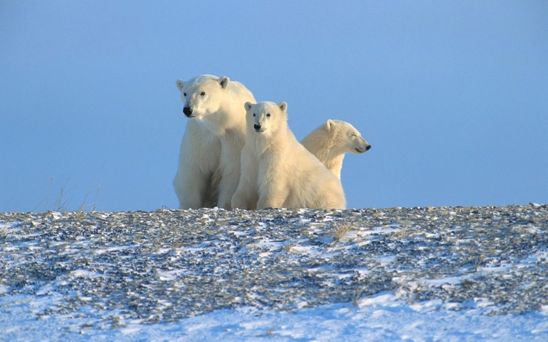polar Climate, vertebrate, antarctica, family, bear, outdoors, white, polar, wildlife, polar Bear, animal, polar bears, sea, three, day, clear sky, arctic