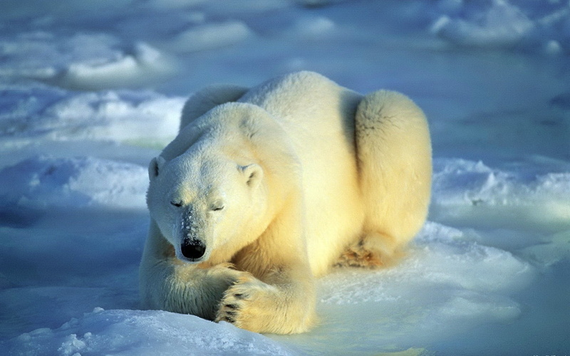 1080P, outdoors, water, alaska - Usa State, lie, cold temperature, wildlife, blue, endangered Species, frozen, mammal, animal themes, one animal, north