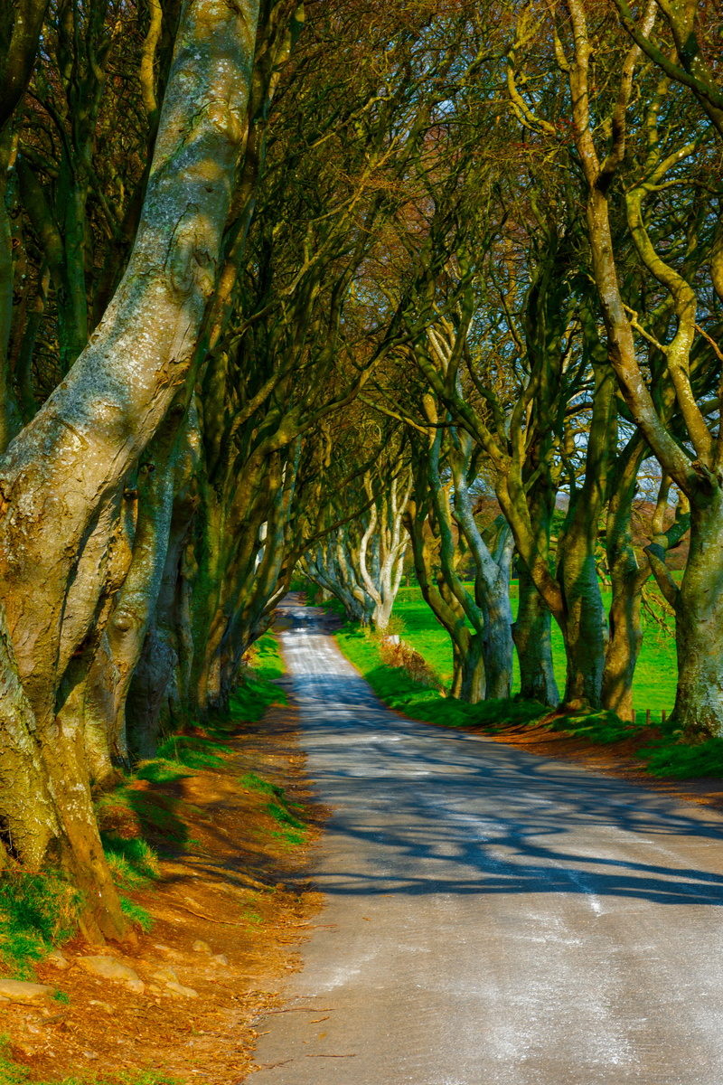 no people, plant, sunlight, nature, game of thrones, transportation, old, road, mysterious, tree, dark, magic, 5K, day, fantasy, green color, pathway