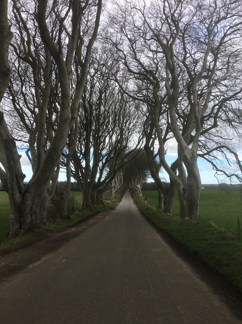 road, plant, outdoors, environment, the way forward, united kingdom, northern ireland, century, landscape, places of interest, no people, 4K, tranquility