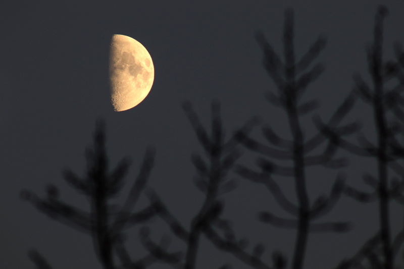 black, atmosphere, planetary moon, autumn, night sky, aesthetic, space, tranquility, sky, mysterious, branch, mood, low angle view, 2K, night, dark, plant