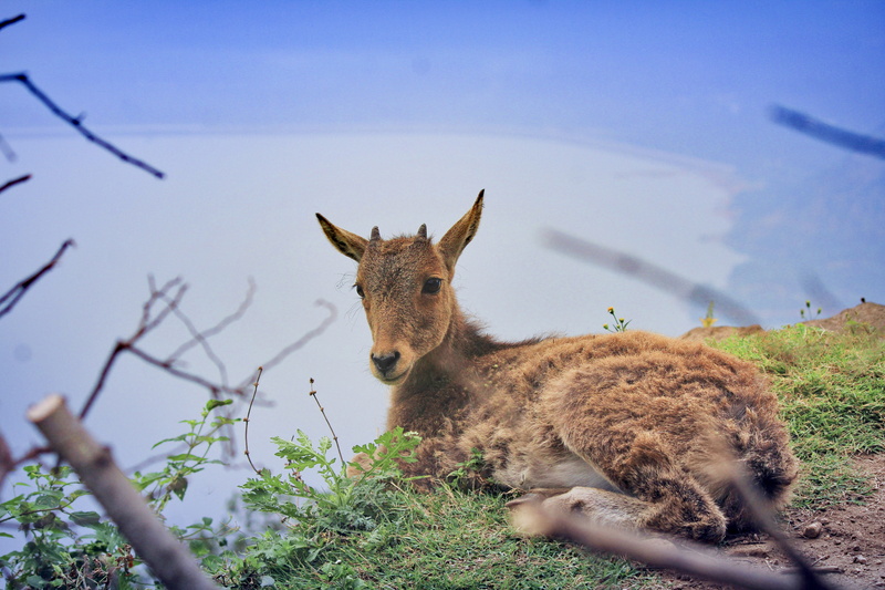 mountain goat, kangaroo, looking at camera, plant, antelope, no people, The Nilgiri tahr, nature, brown, standing, nilgiri, young animal, 5K, wallaby