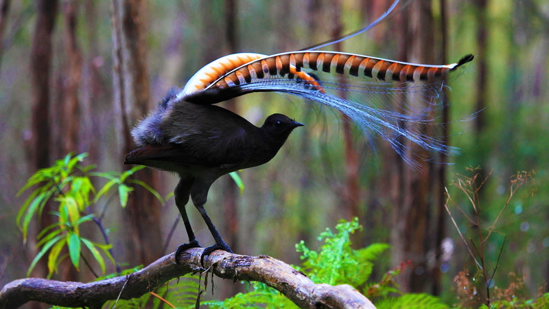 perching, 1080P, full length, feathers, animal wildlife, orange, animals in the wild, big bird-Lira, animal, close-up, beak, forest, black, Tasmania, branch