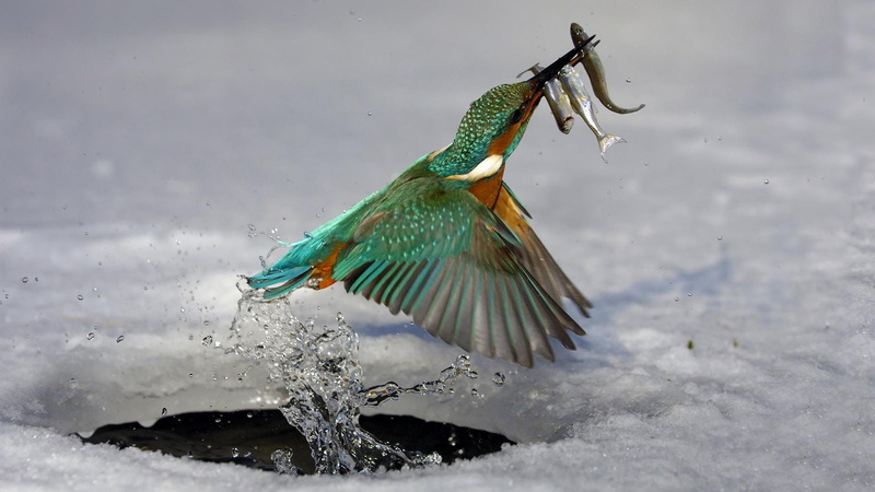 eating, kingfisher, 1080P, hd, bird, fish, hunting, common