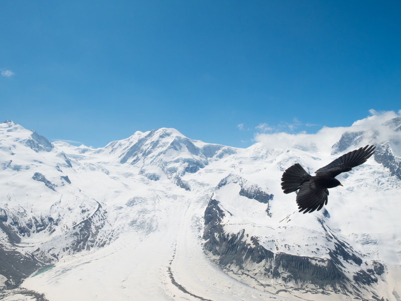 winter, no people, monte rosa, snow, animals in the wild, mountains, mountain range, outdoors, animal wildlife, animal, sky, icy, jackdaw, beauty in nature
