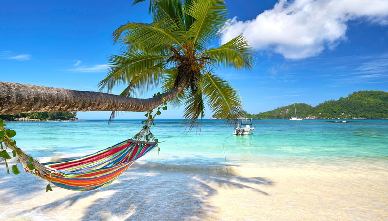 4K, Turquoise, 2K, beach, palm