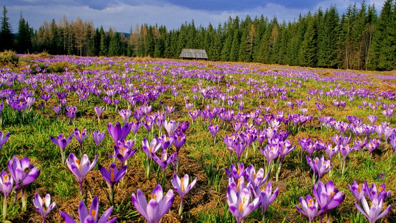 park, purple, tatra, flowers, landscapes, 1080P, valleys, poland, crocus, national