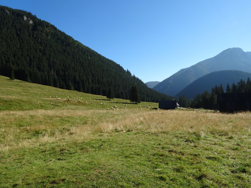tranquil scene, day, growth, plant, non-urban scene, landscape, clear sky, poland, 4K, green color, no people, mountain range, tranquility, sky, grass