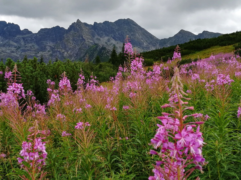 growth, no people, landscape, mountain pine, tranquil scene, field, mountains, tatry, flower, 4K, the national park, flower head, plant, tranquility, land