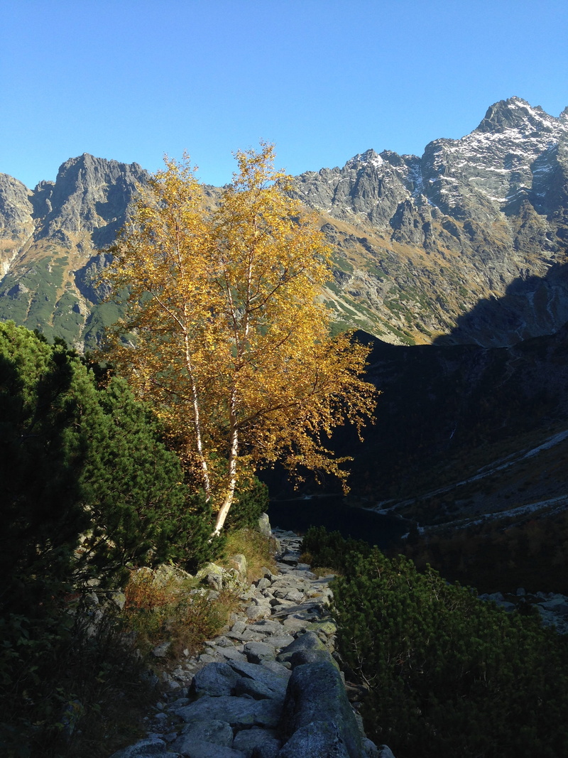 mountains, no people, change, forest, solid, tree, flowing water, outdoors, the national park, day, autumn gold, water, stream - flowing water, tranquility