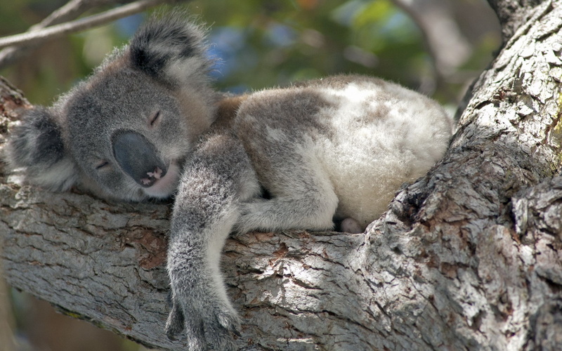 koala, 1080P