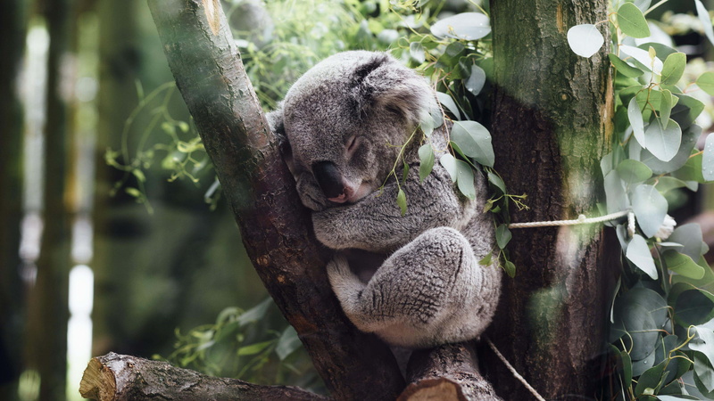 baby animals, trees, koalas, plants, sleeping, leaves, branch, nature, 4K, animals