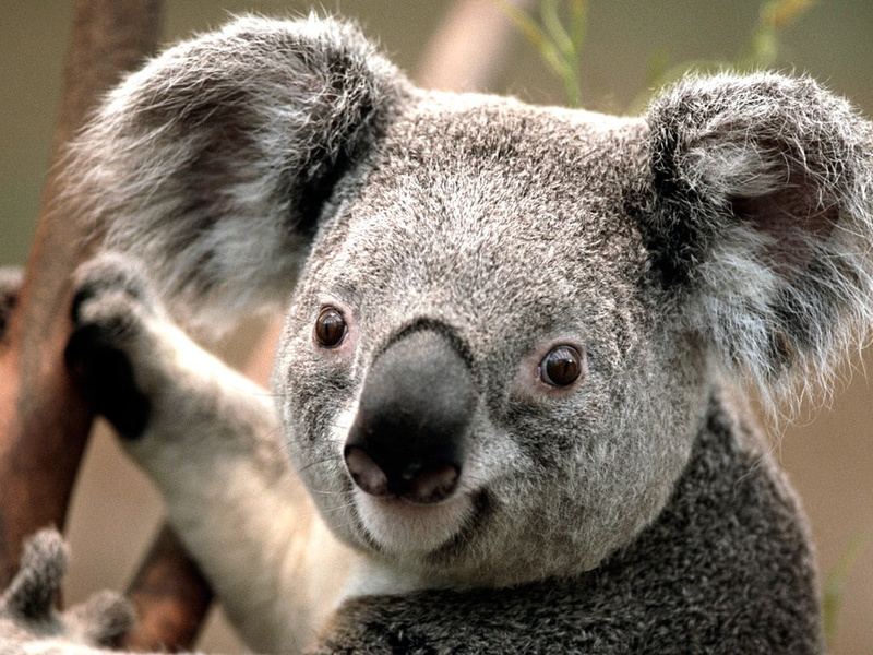 close-up, koalas, koala, nature, animals in the wild, vertebrate, one animal, mammal, animal wildlife, animals, day, portrait, animal body part, zoo, looking at camera