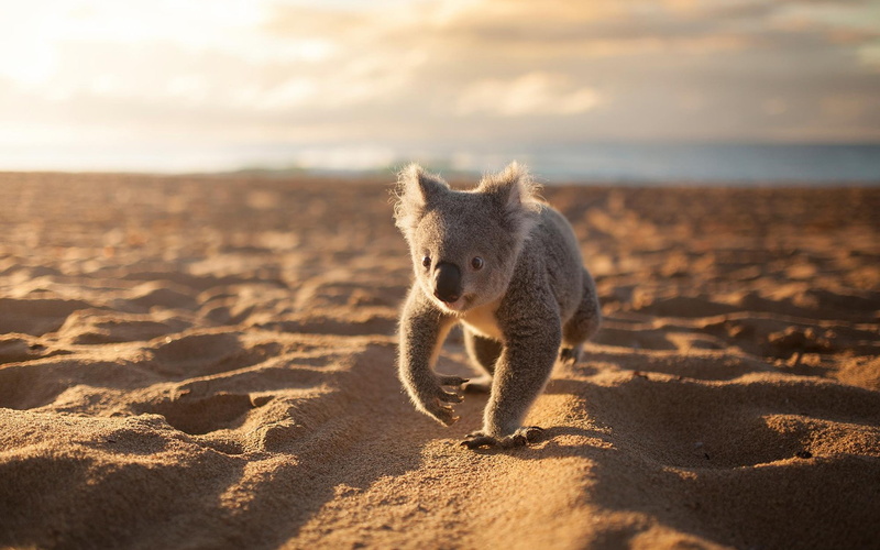 mammal, sky, outdoors, animals in the wild, nature, portrait, 1080P, full length, beach, koalas, shadow, land, animals, one animal, animal wildlife, no people