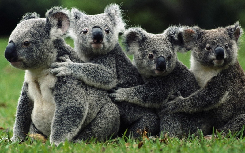 Animal, 1080P, Koala