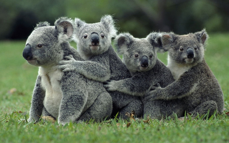 koalas, no people, animal, group of animals, vertebrate, outdoors, nature, animal themes, animals, day, plant, animal family, koala, animal wildlife, animals in the wild