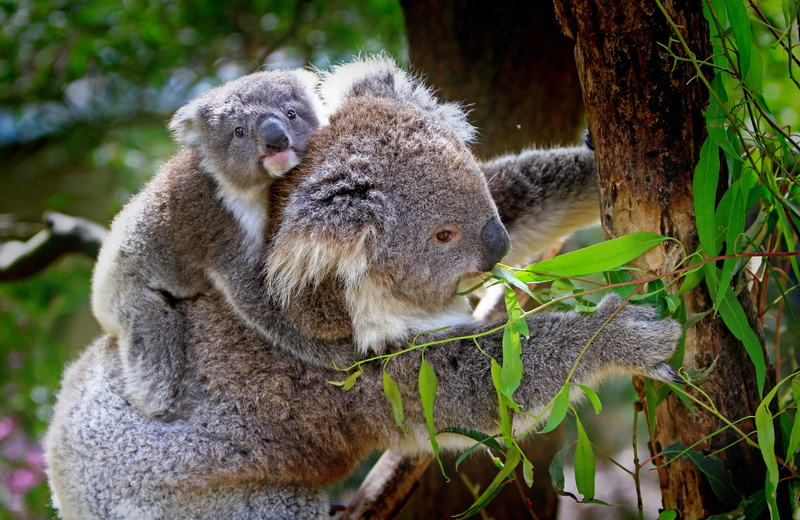 eucalyptus Tree, cute, australian Culture, mammal, animal themes, day, no People, outdoors, bear, tree trunk, plant part, forest, vertebrate, zoo, trunk