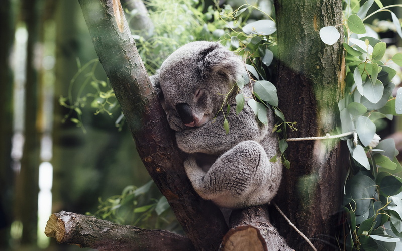 animals, koalas, 2K