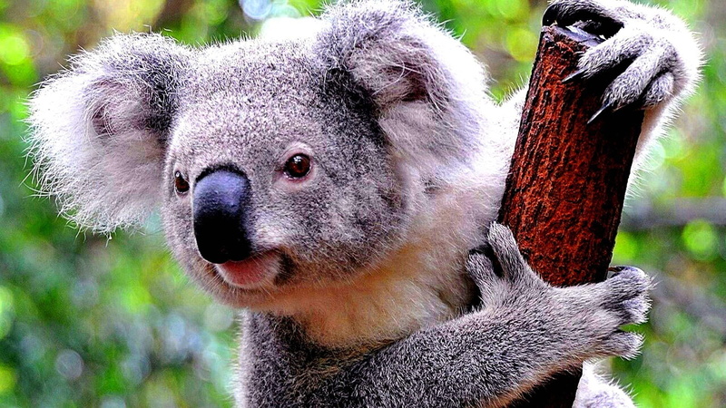1080P, cute, koala, tree, bear