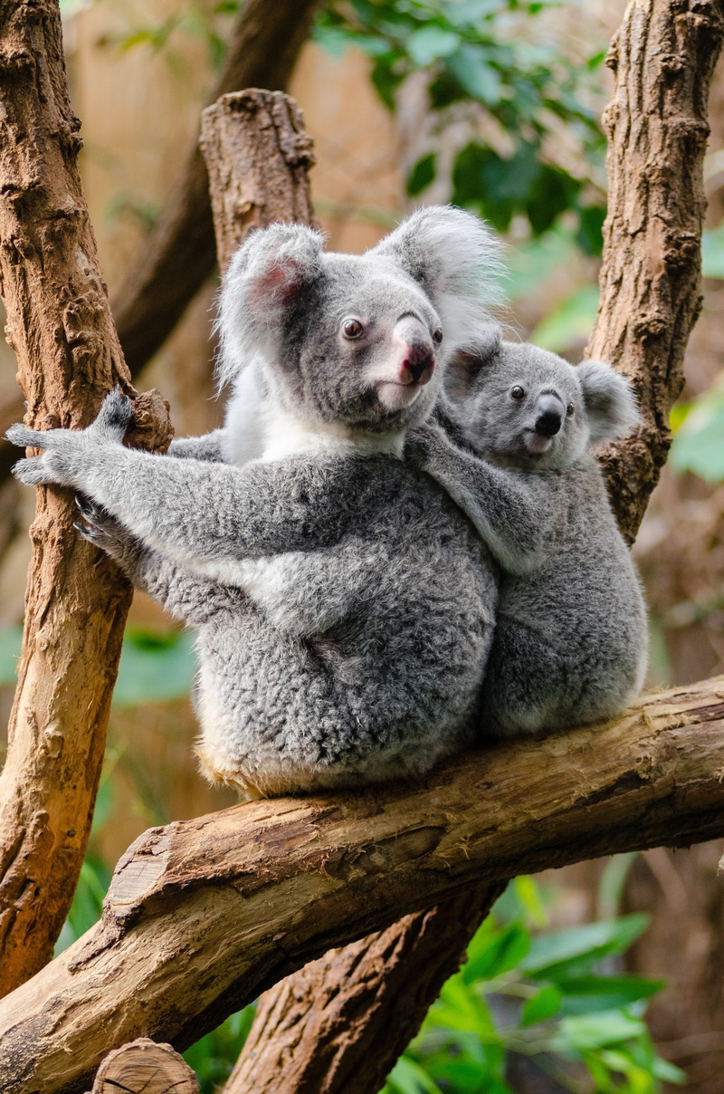 outdoors, koalas, cute, branches, nature, tree trunk, sitting, vertebrate, furry, animal wildlife, animals in the wild, branch, 4K, koala, bears, no people