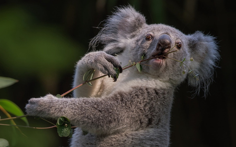 monkey, marsupial, cute, eucalyptus, animal head, forest, close-up, primate, focus on foreground, mammal, africa, animals In The Wild, wildlife, animal themes