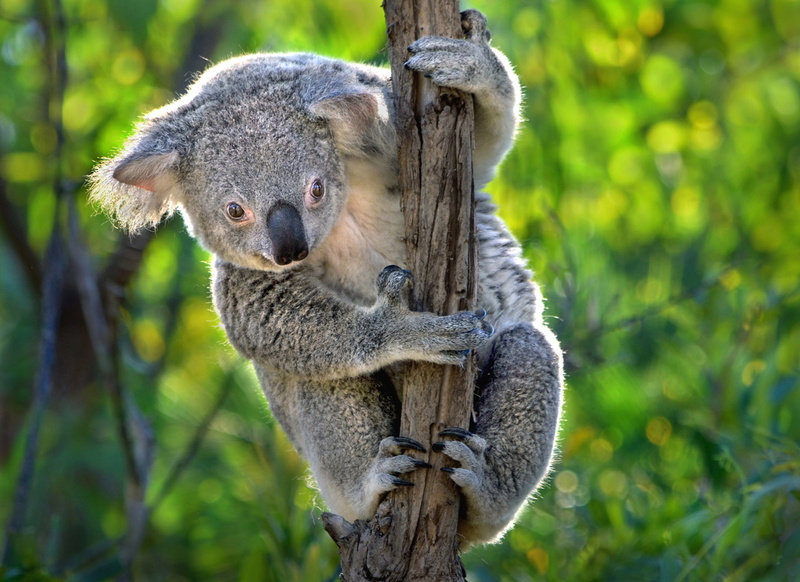 Bokeh, Koala, 1080P, Animal