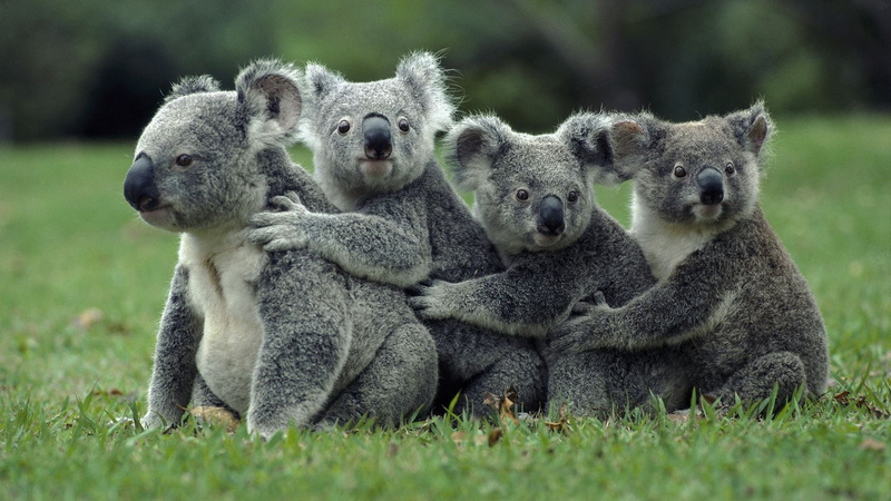Bear, Koala, 1080P