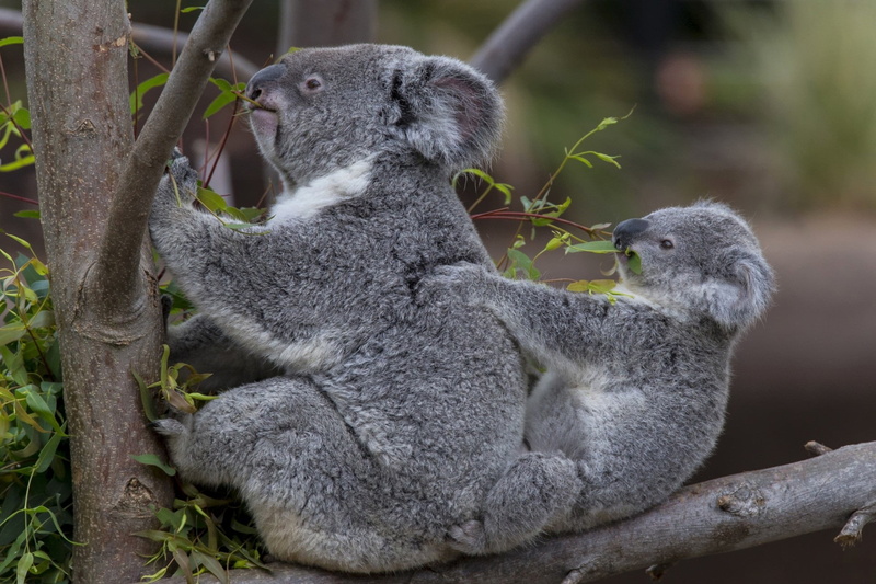 1080P, animal wildlife, no people, branch, group of animals, two animals, animal family, nature, animal, gray, sitting, animal themes, plant, koalas, bear