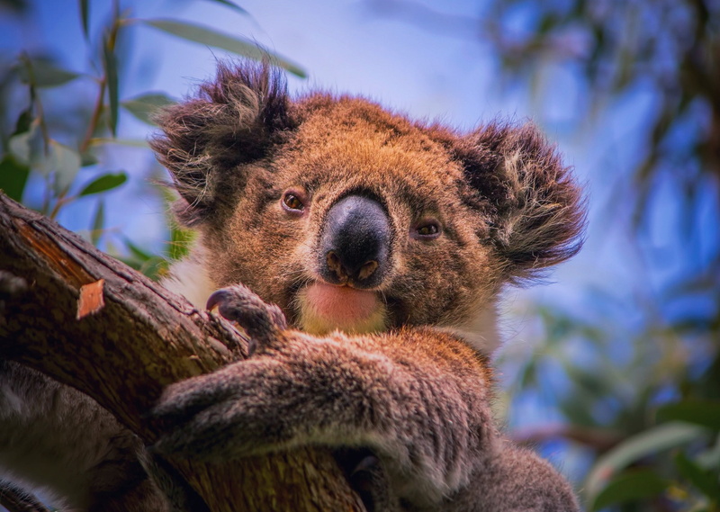 South Australia, phascolarctos cinereus, portrait, Koala, tree, eucalyptus, branch, marsupial herbivore, 1080P, australia