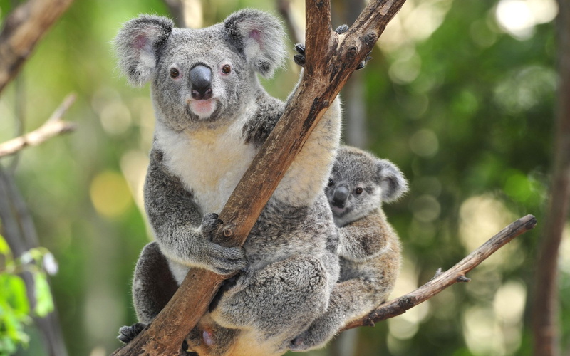 portrait, animal themes, plant, tree, looking at camera, branch, Animal, Koala, vertebrate, day, no people, animals in the wild, animal wildlife, 1080P