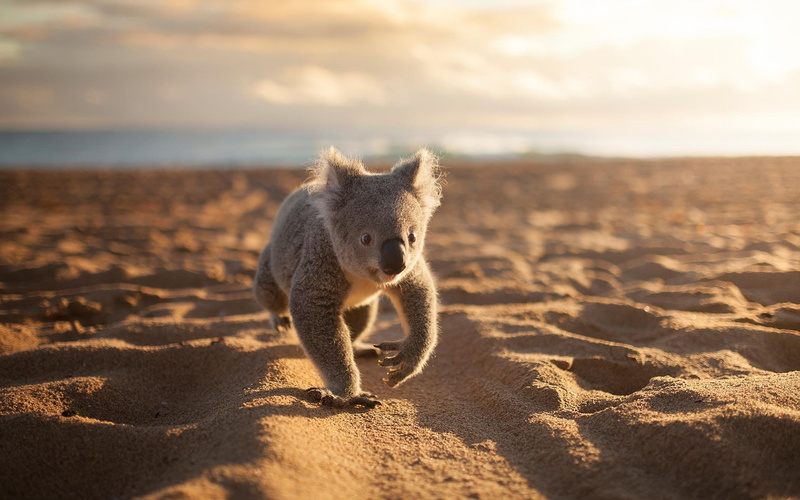 land, one animal, outdoors, sunset, mammal, shadow, sea, animals in the wild, water, sunlight, animals koalas beach sand, sky, sand, no people, 1080P