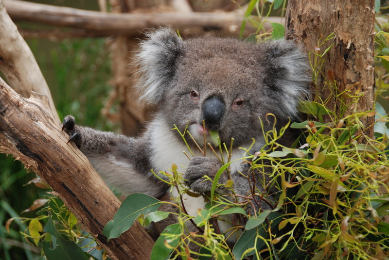 nature, close-up, tree, mammal, cuddly, australia, animal, rest, plant, no people, lazy, one animal, koala, day, koala bear, portrait, eucalyptus, outdoors