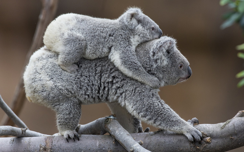 animals, koala, 1080P, hd