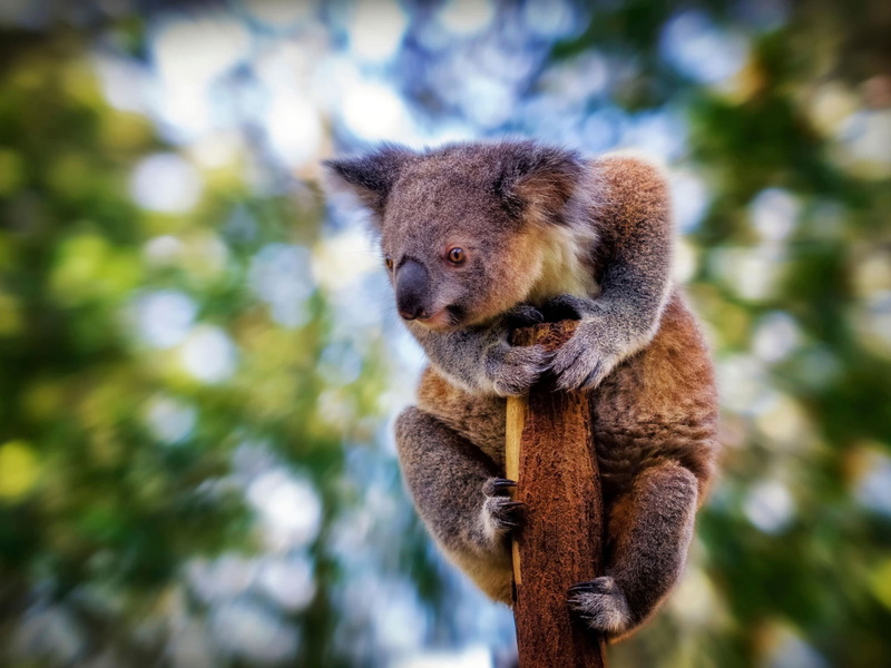 Bokeh, Look, Furry, Side, Koala, 1080P