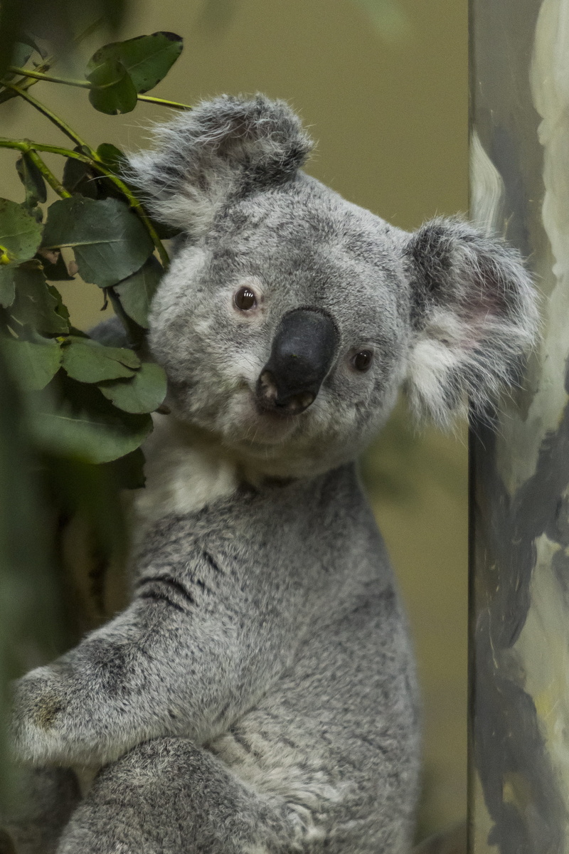 tree, one animal, aussie, bear, lazy, gray, animal themes, 4K, focus on foreground, mammal, branch, native, day, furry, animal, grey, budapest, no people
