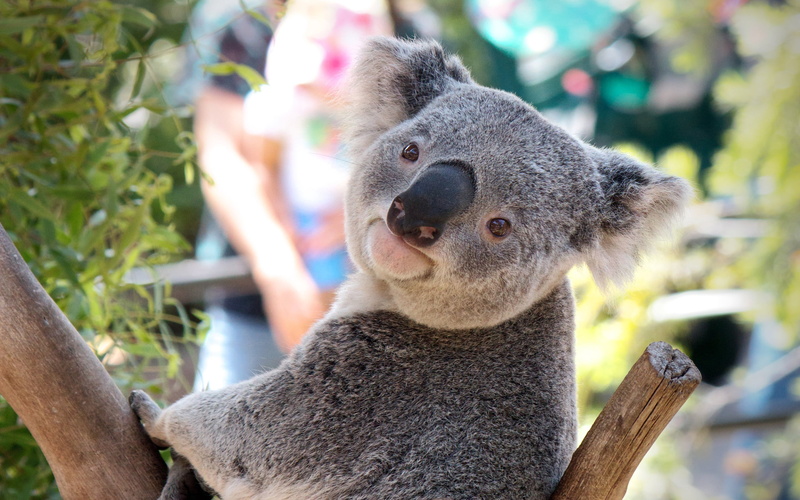 animal wildlife, outdoors, bear, eucalyptus, close-up, portrait, zoo, face, tree, nose, looking away, fur, no People, focus on foreground, mammal, cute