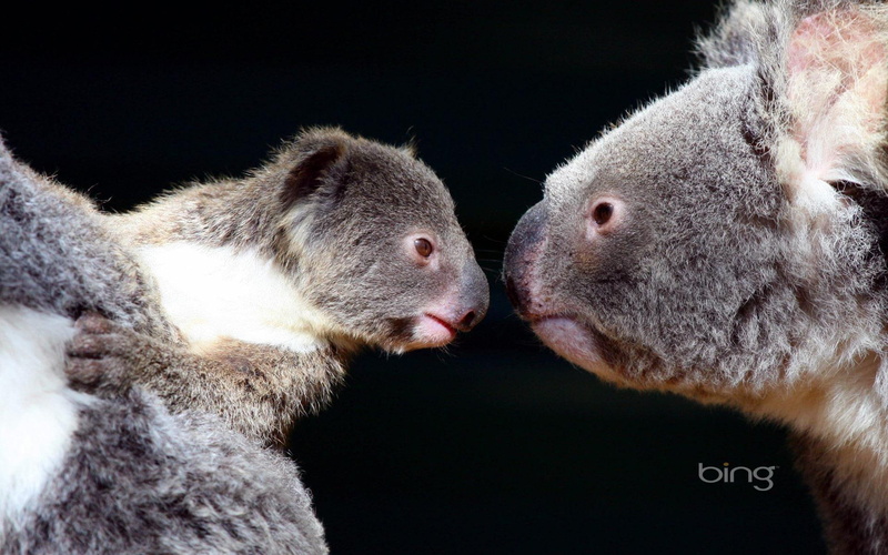 ladowe, misie, 1080P, bears, animals, koala, zwierzeta