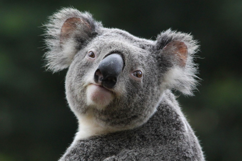 nature, trees, leaves, 1080P, animals, koala, cheeky