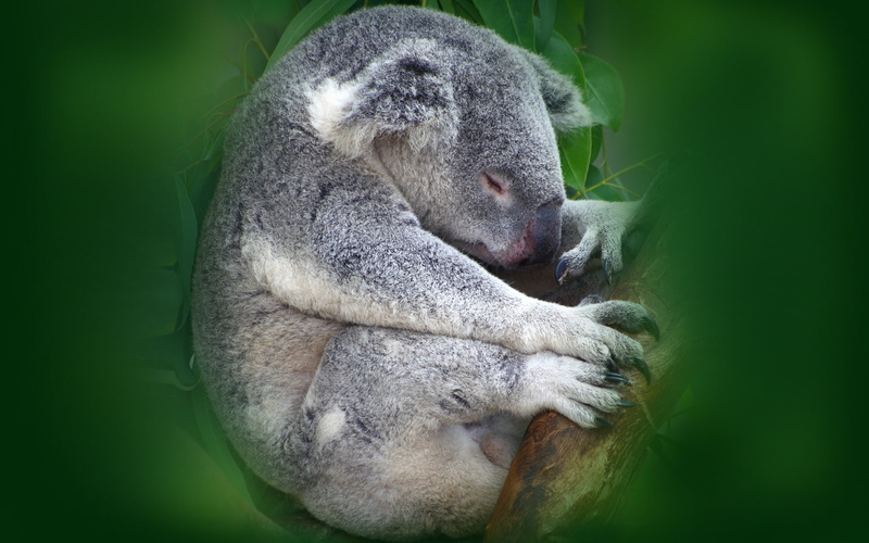 1080P, koala, sleeping