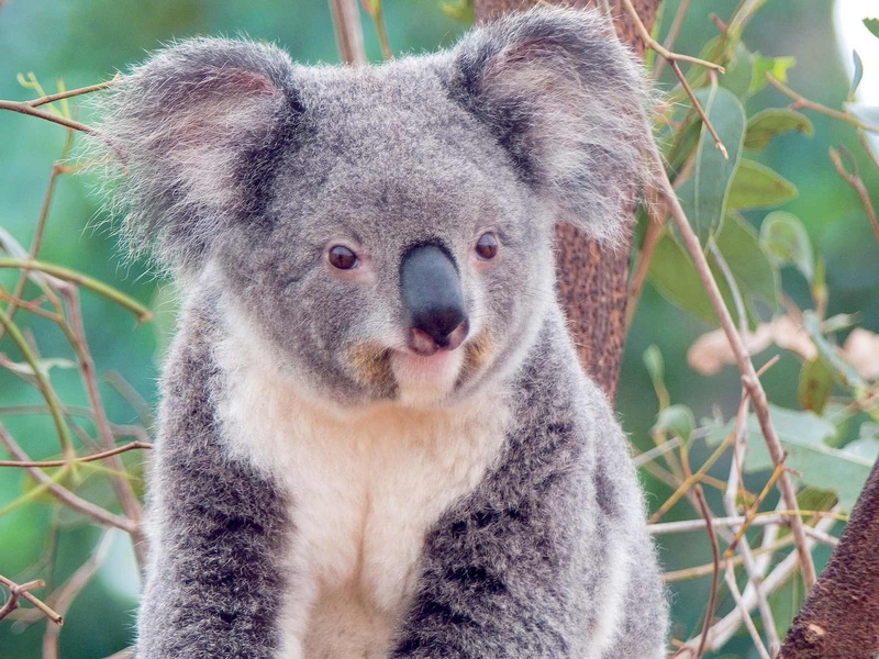 Koala, Cute, 720P