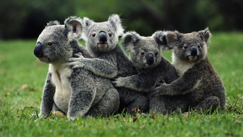 1080P, animals, nature, field, family, grass, koalas