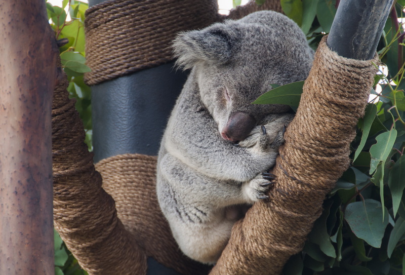 grey, rope, trunk, cute, vertebrate, portrait, sleeping, no people, herbivorous, tropical, relaxation, exotic, animal wildlife, animal themes, nature, leaf
